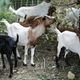 Goats graze at the Congressional Cemetery in Washington in April 2015.